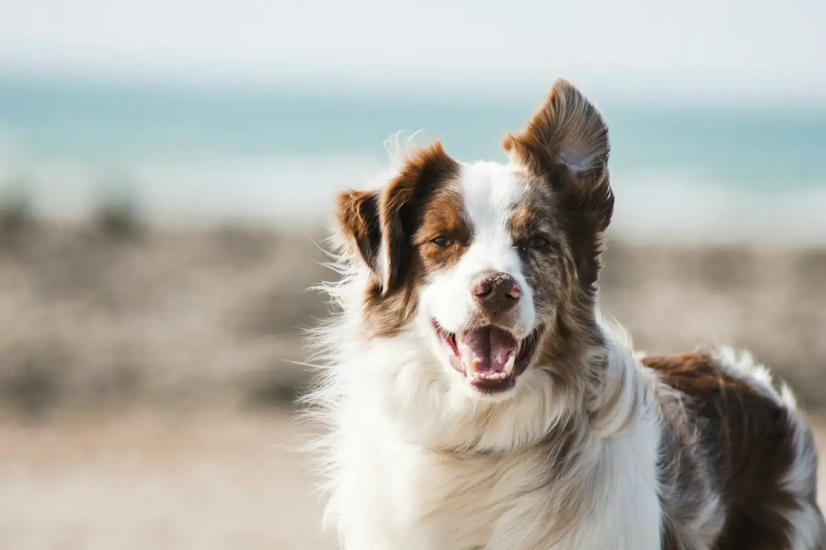Happy border collie standing on a beach during a walk