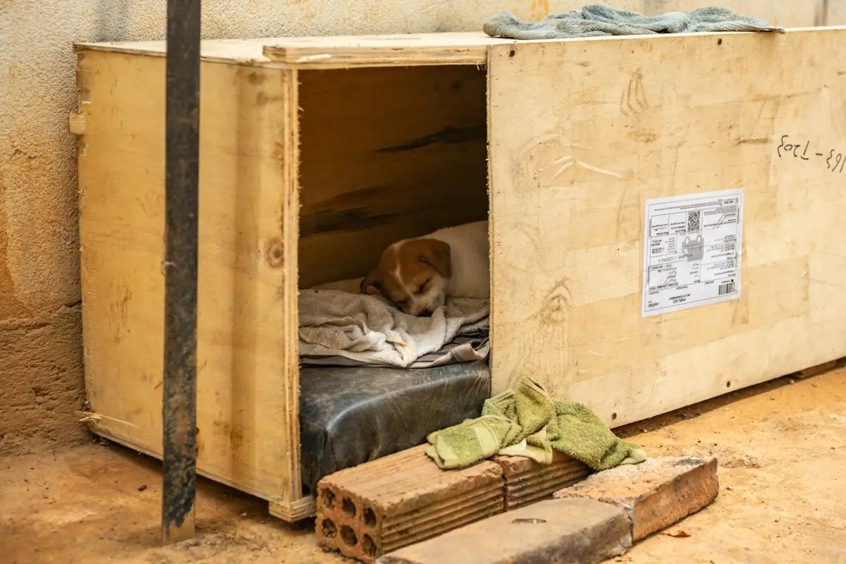 Small dog resting on a blanket inside a wooden kennel