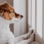 Dog Anxiety: Signs, Causes, and Proven Solutions for a Calmer Dog — PetZenAI