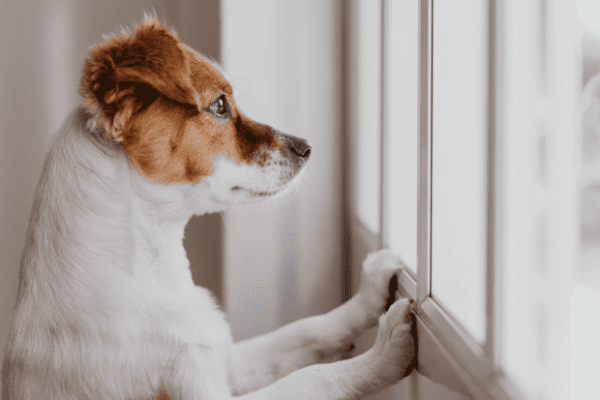 Dog Anxiety: Signs, Causes, and Proven Solutions for a Calmer Dog — PetZenAI