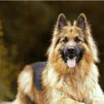 Senior Dog Care: Complete Guide to Caring for an Aging Dog — PetZenAI