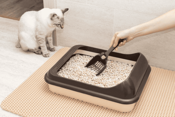 Cat Litter Box Guide