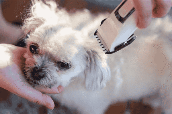 Dog Grooming at Home