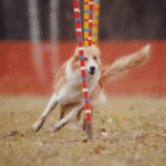 How Much Exercise Does a Dog Need? Complete Breed-by-Breed Guide — PetZenAI