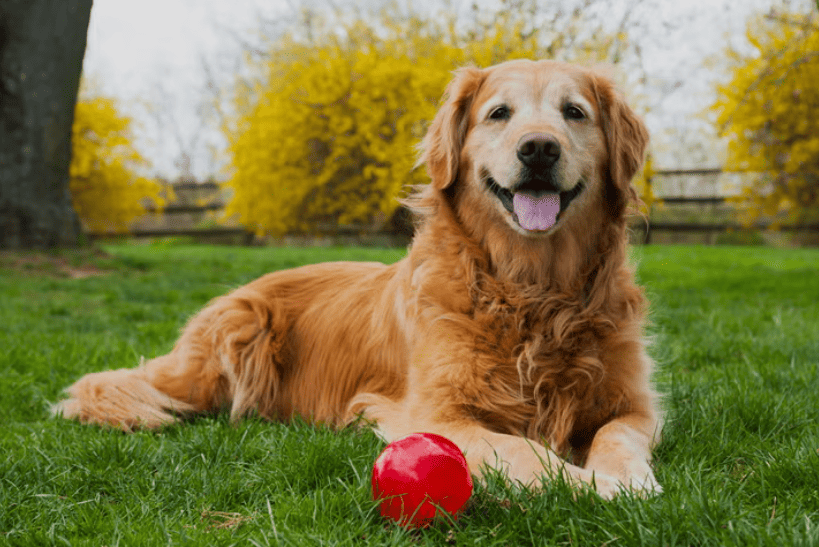 How Old Is My Dog in Human Years? The Science-Backed Answer — PetZenAI