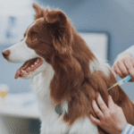How to Choose a Vet: Complete Guide to Finding the Best Veterinarian for Your Pet — PetZenAI