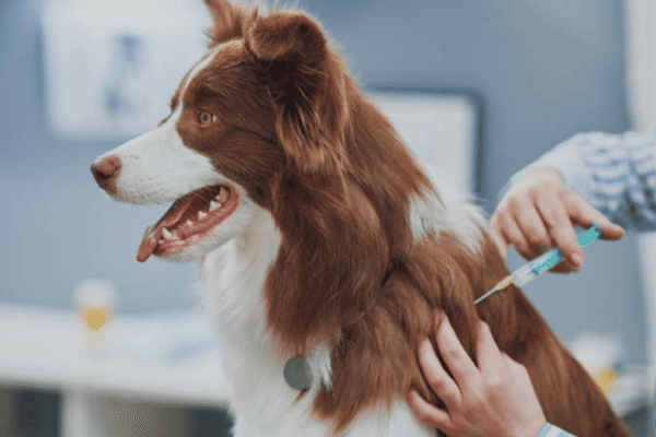 How to Choose a Vet: Complete Guide to Finding the Best Veterinarian for Your Pet — PetZenAI