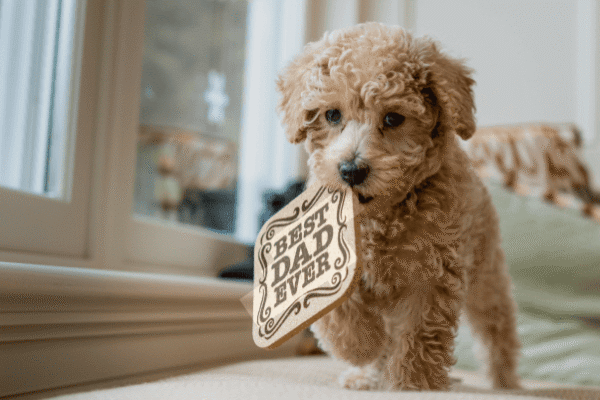New Puppy Checklist: Everything You Need Before Bringing Your Puppy Home — PetZenAI