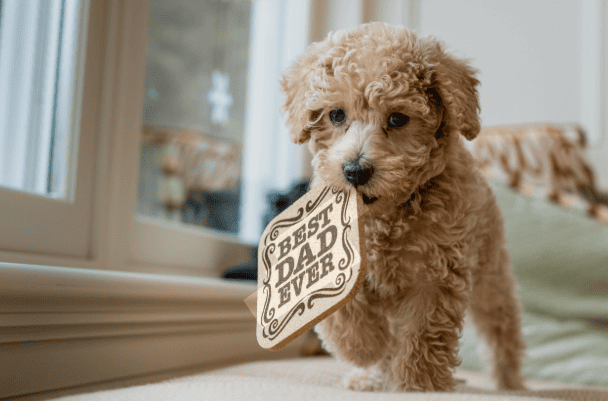 New Puppy Checklist: Everything You Need Before Bringing Your Puppy Home — PetZenAI