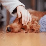 Signs Your Pet Is Sick: 15 Warning Signs Every Owner Must Know — PetZenAI