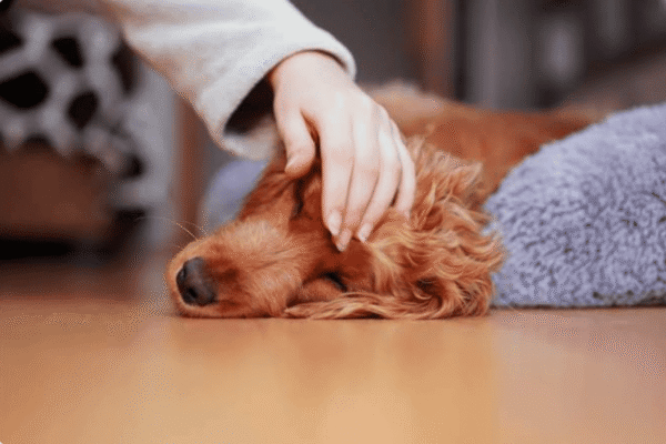 Signs Your Pet Is Sick: 15 Warning Signs Every Owner Must Know — PetZenAI