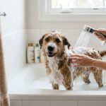 How Often Should You Bathe a Dog? A Guide by Coat Type — PetZenAI
